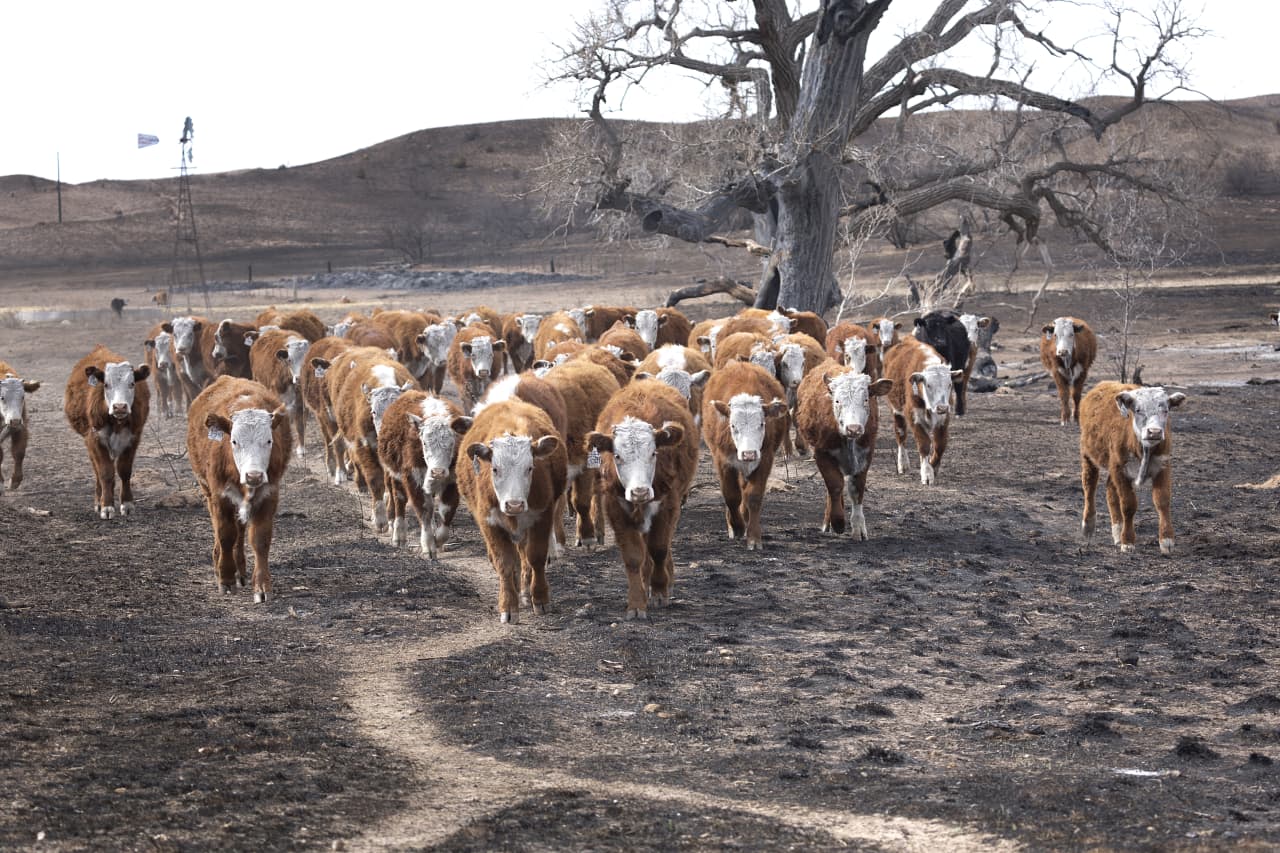 El incendio forestal más grande en la historia de Texas pone de relieve los desafíos que enfrentan los ganaderos y podría hacer subir los precios de la carne para los consumidores.