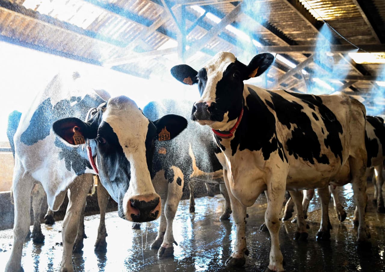 As bird flu spreads in dairy cows, more surveillance is needed, health officials say