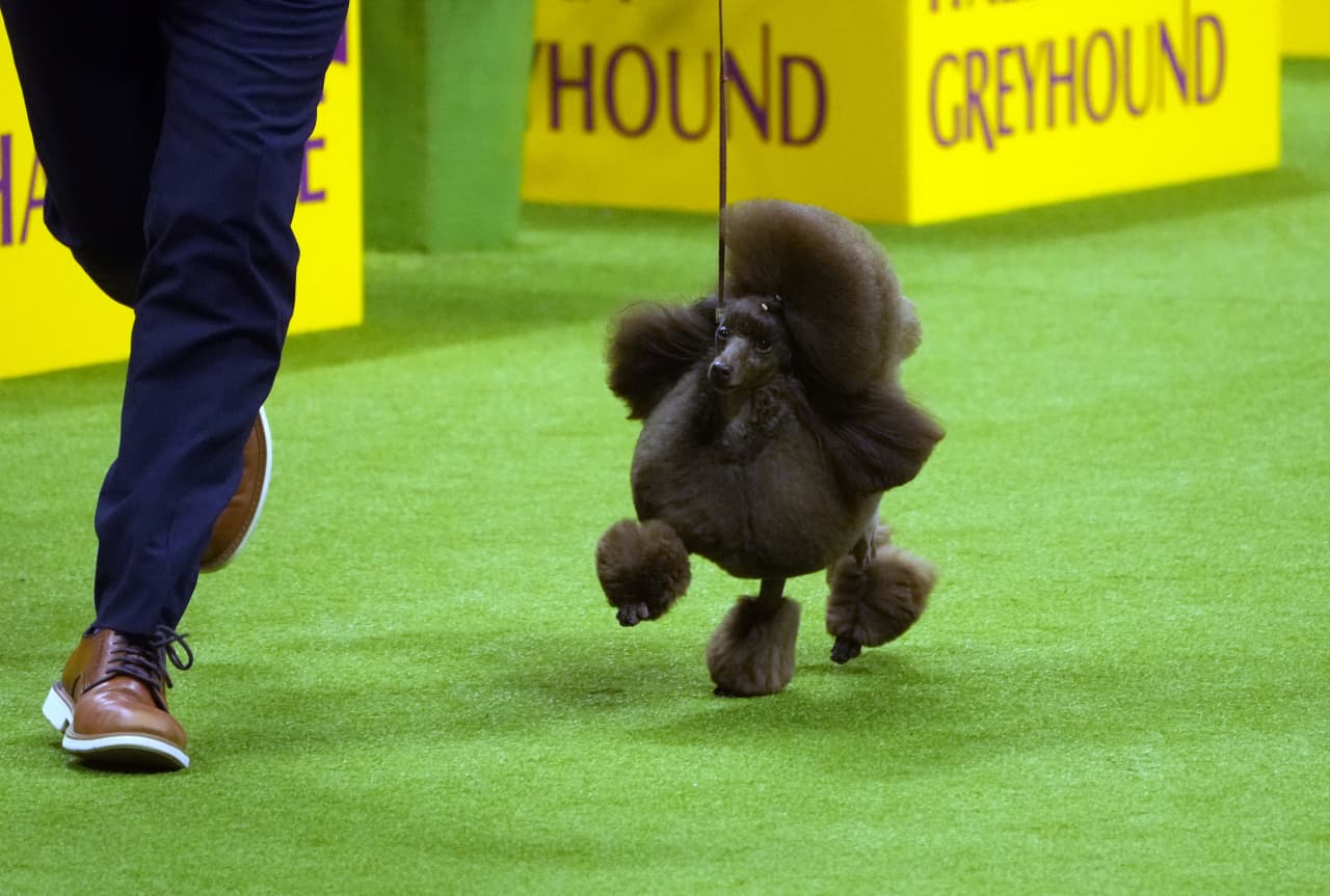 Sage a miniature poodle wins Westminster Kennel Club dog show MarketWatch