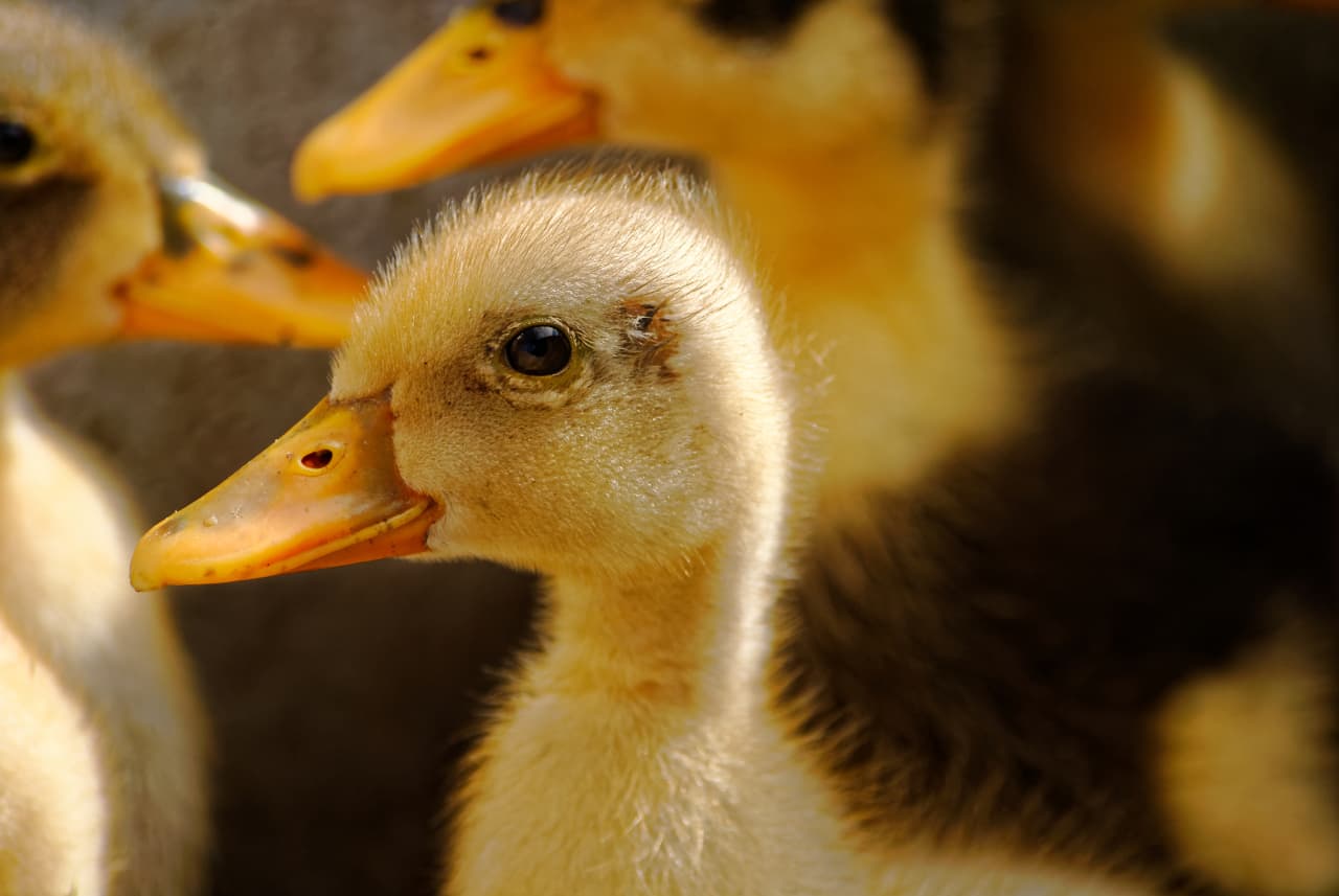 A portfolio of ‘ugly ducklings’ will have their day, says this defensive fund manager