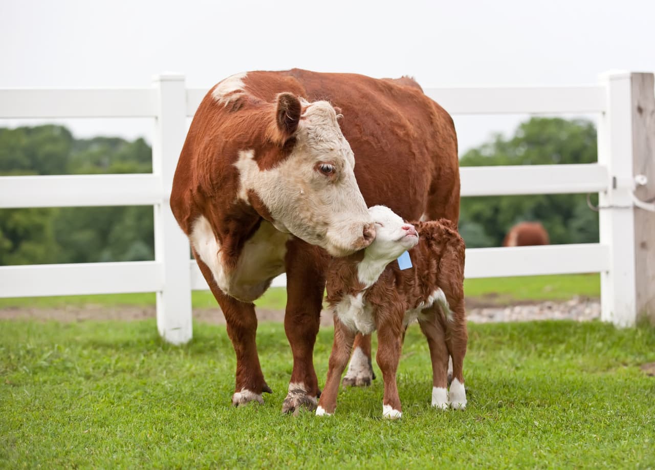 Ranchers and vets say this $4 treatment for cattle