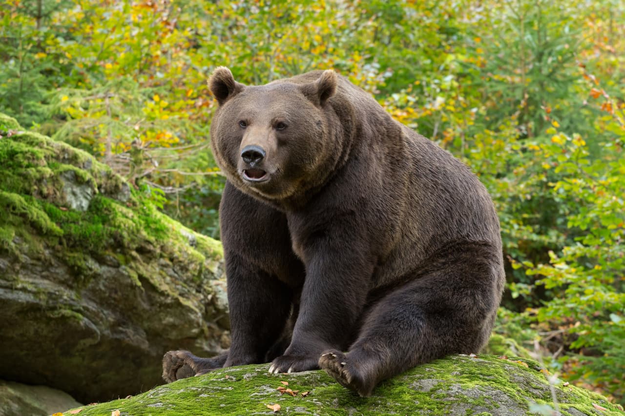 JPMorgan is the last bear on Wall Street. Why it’s not budging on a bearish stock view.