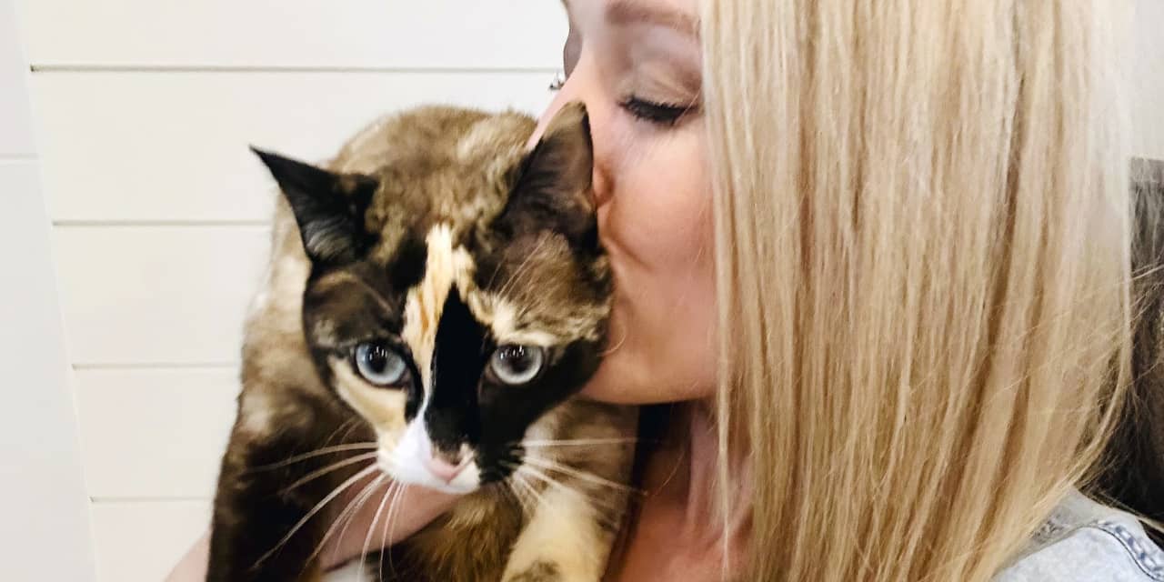 Utah house cat stows away in Amazon box and weathers shipment to ...
