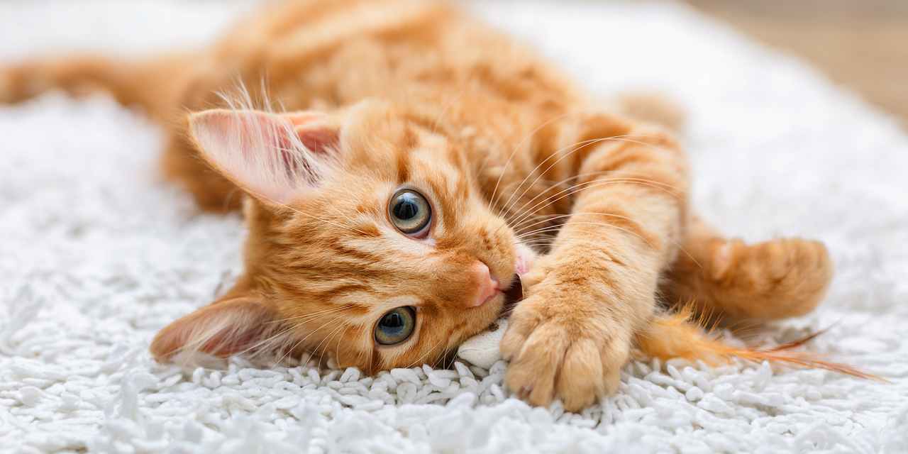 4 veterinarians — including Petco’s chief vet — tell us the cat litter they use themselves