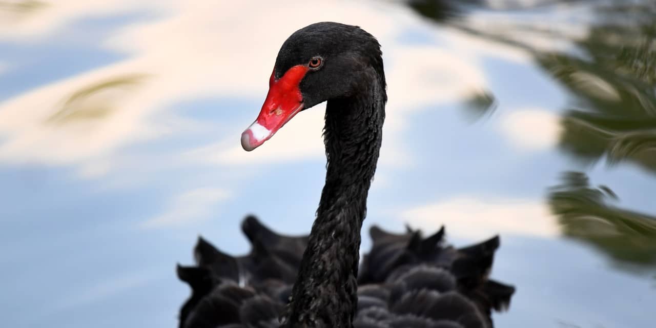 #Mark Hulbert: Why the collapse of Silicon Valley Bank was not a black swan