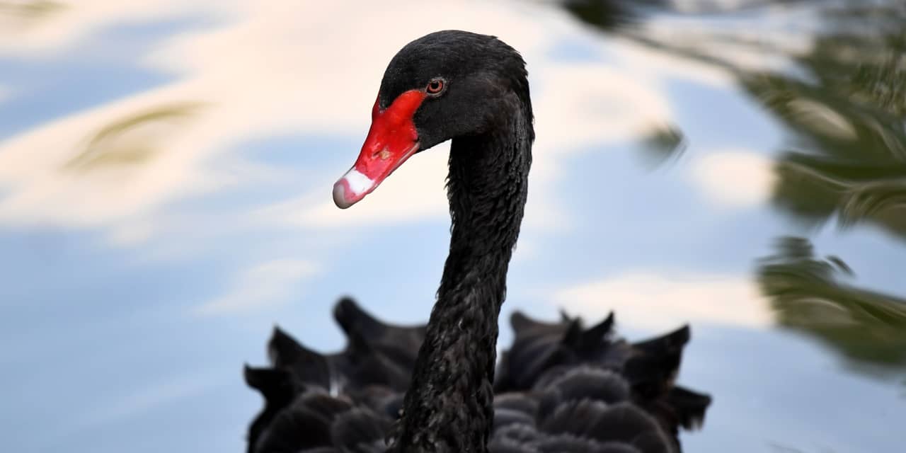 Etna indsats Summen Opinion: What the stock market's 'black swan' index hitting an all-time  high tells us - MarketWatch