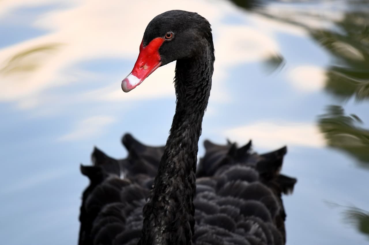 Etna indsats Summen Opinion: What the stock market's 'black swan' index hitting an all-time  high tells us - MarketWatch