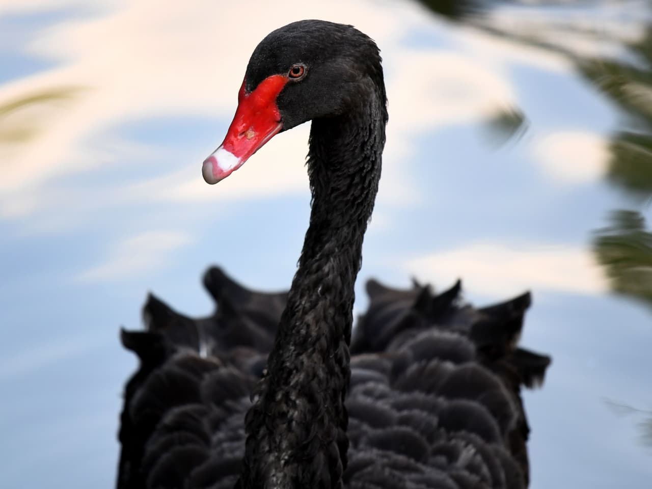 Opinion: If you're worried about a 'black swan' event sinking stocks deeper, here's how to manage the risk - MarketWatch