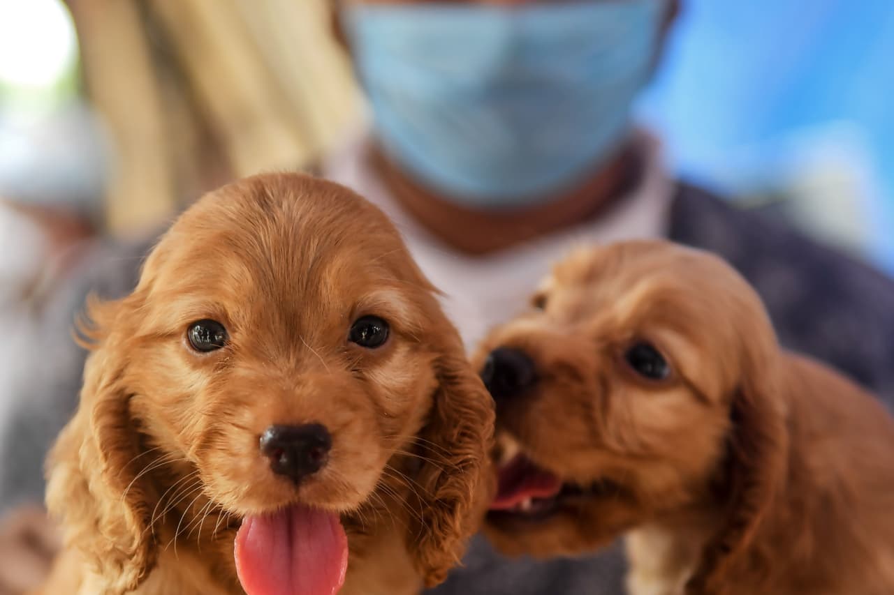 dog supply companies