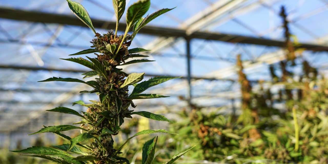 Opinion: These cannabis stocks and ETFs could benefit from federal marijuana law reforms
