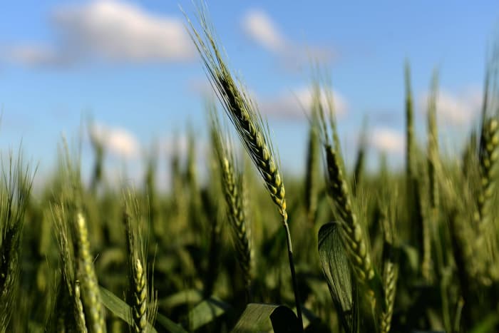 Why the wheat market 'got ahead of itself' when prices touched a nearly ...