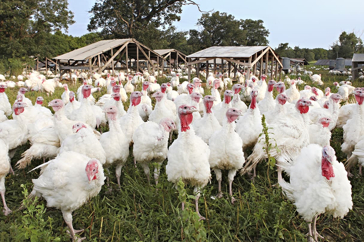 Small Thanksgiving Turkey (~14-16 lbs) - Deposit - Copicut Farms