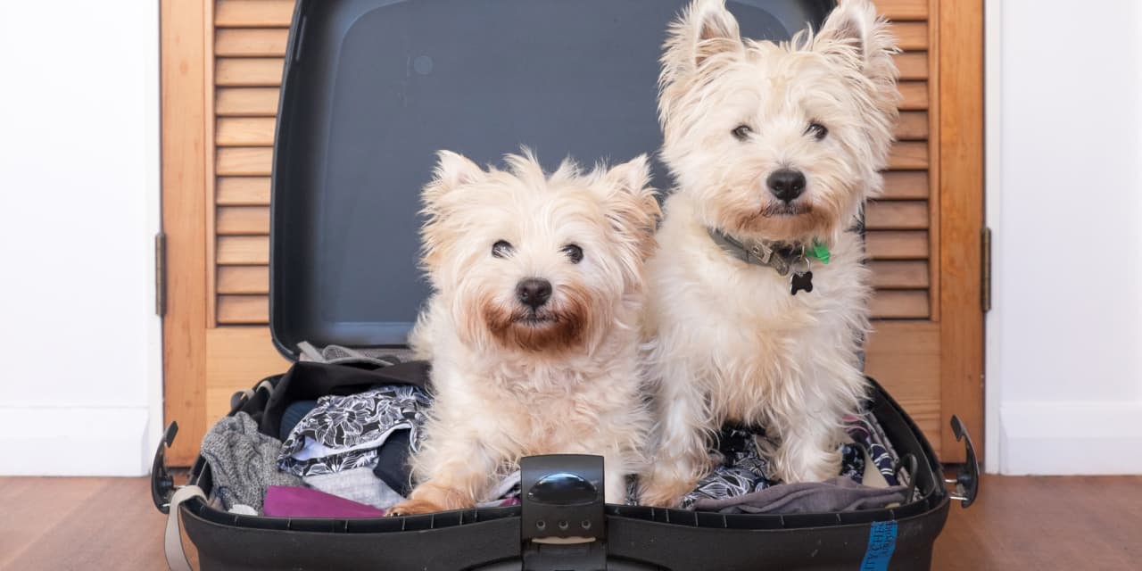 Traveling with Fido? How to find a pet-friendly hotel
