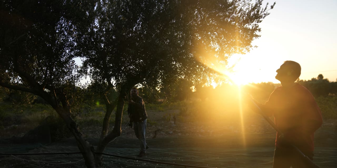 Surge in olive-oil price draws chainsaw-wielding thieves to historic Mediterranean groves - Vimarsana News