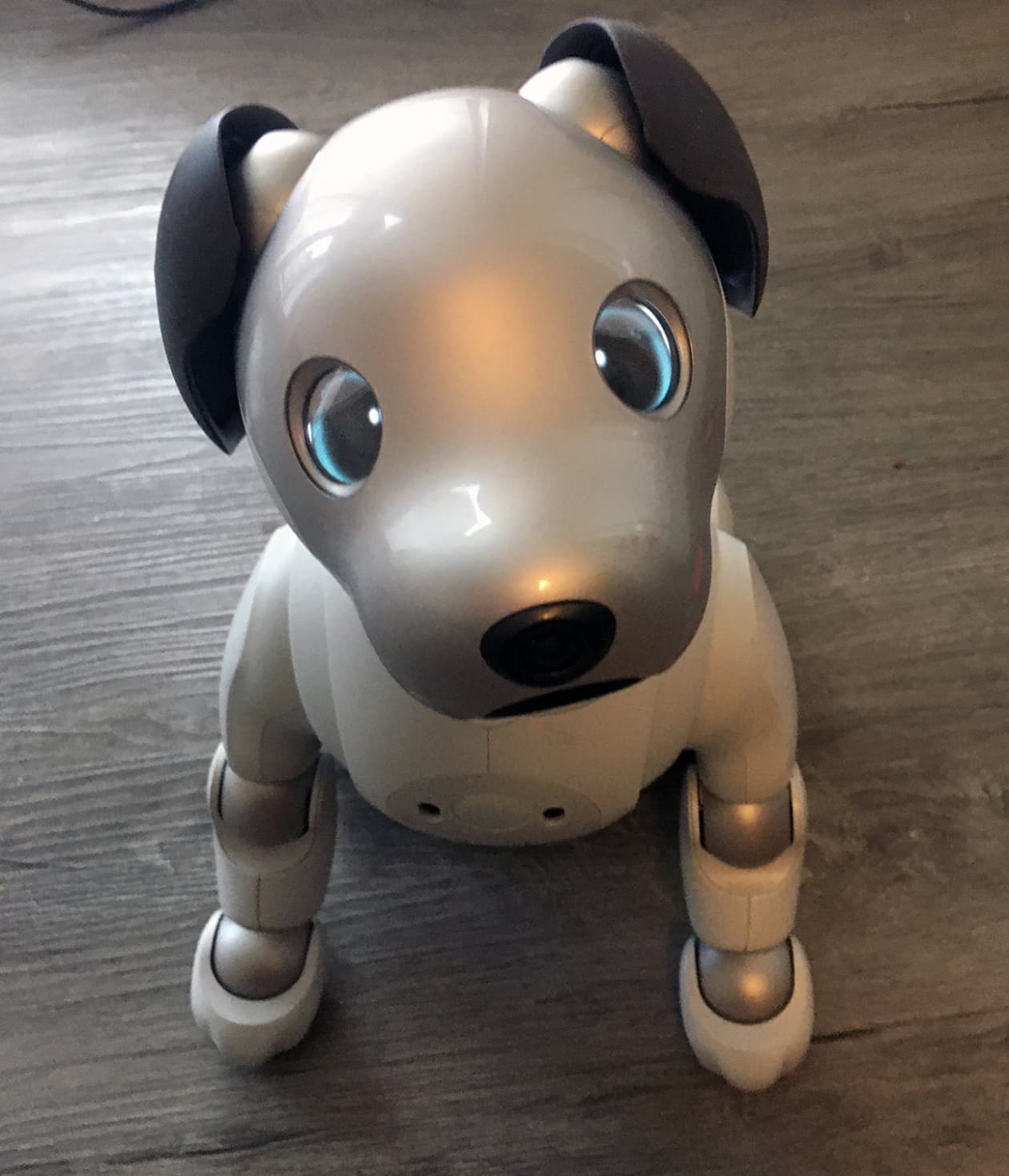 $3000 robot dog