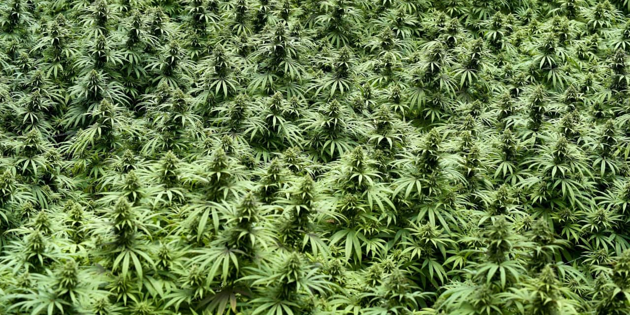 Pot stocks gain as Pennsylvania governor prioritizes adult-use cannabis