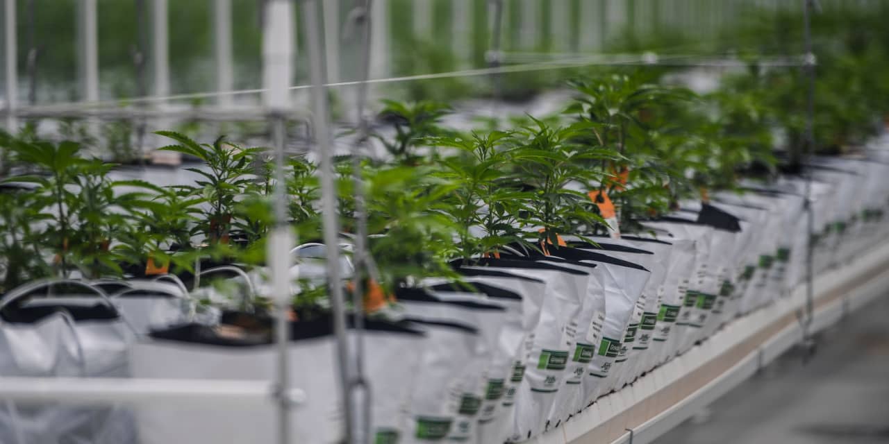 Tilray pot sales jump before Aphria merger, stock gains more than 10%