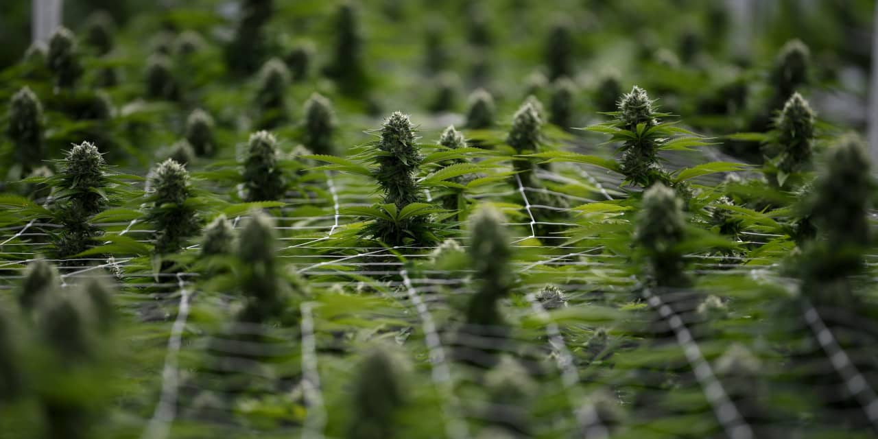 Shares of Canopy Growth are rising after it revealed a plan to enter the US hemp market