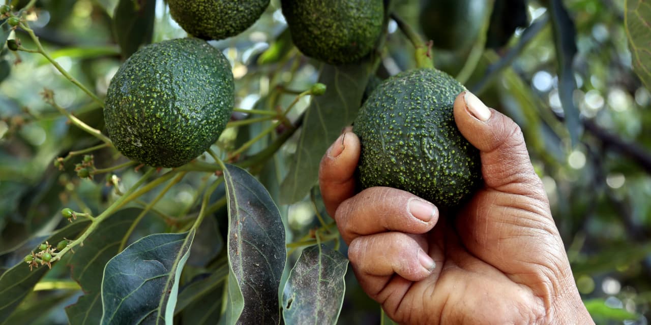 Avocado prices are plunging, sending Mission Produce stock toward its worst day ever