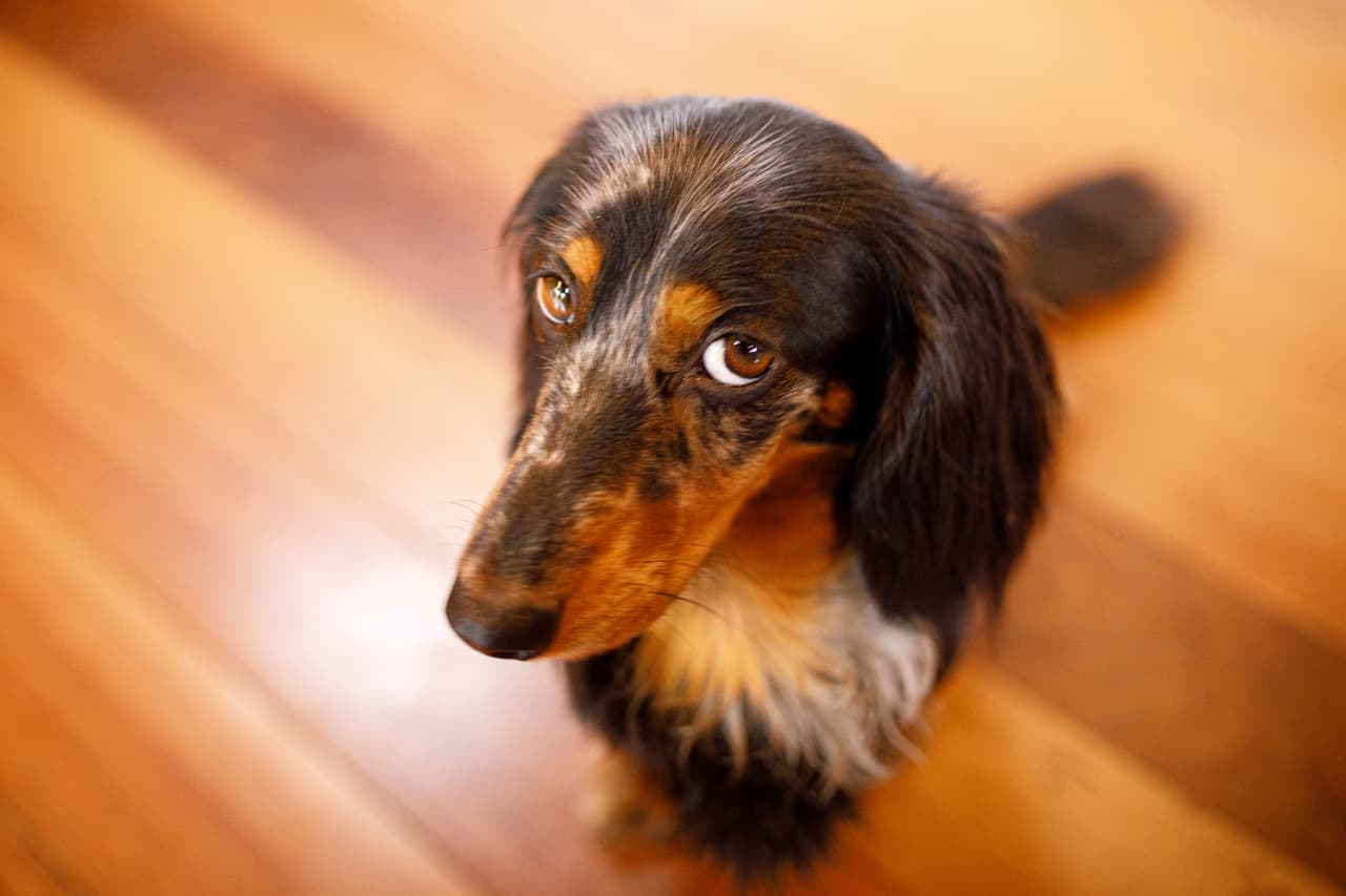 will-my-renters-insurance-cover-a-dog-bite