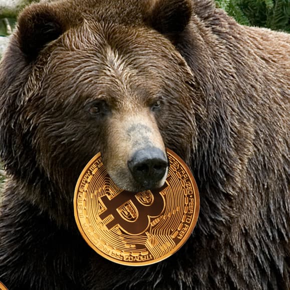 bear bitcoink