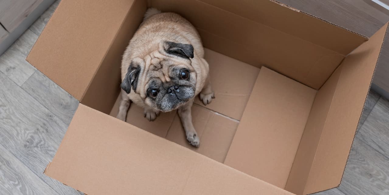 How to buy a pet without getting scammed MarketWatch