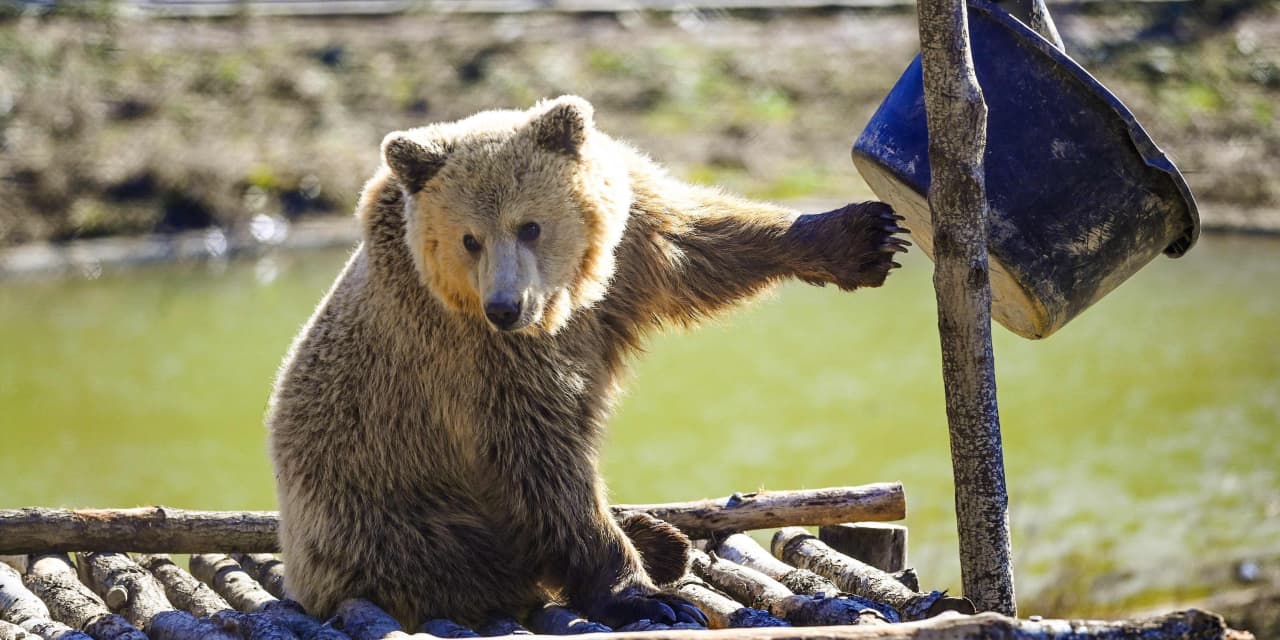 Брать медведь. Its a Bear its big.