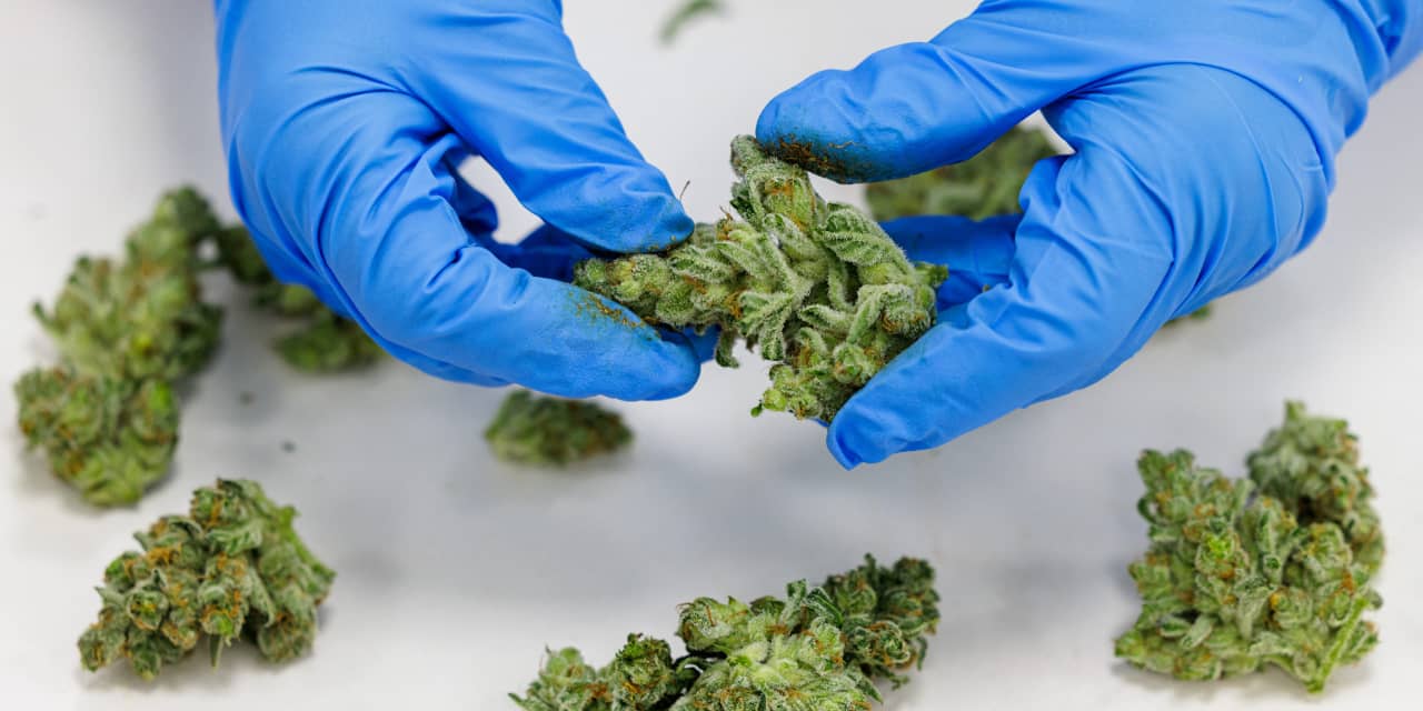 U.S. states’ tax revenue from legal cannabis tops $20 billion since 2014: study