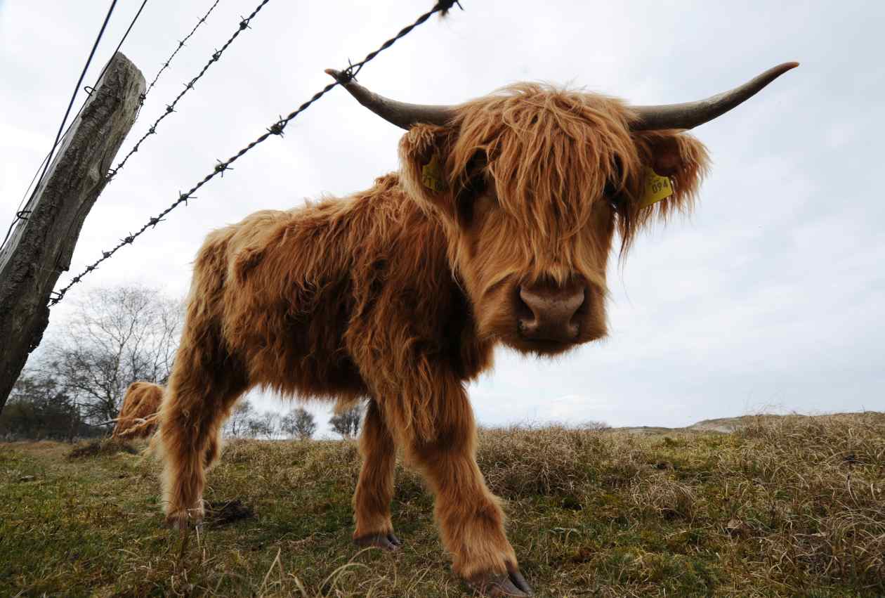 The bulls are back in town. Goldman and this Wall Street optimist are  lifting their S&P 500 targets on tariff relief. - MarketWatch