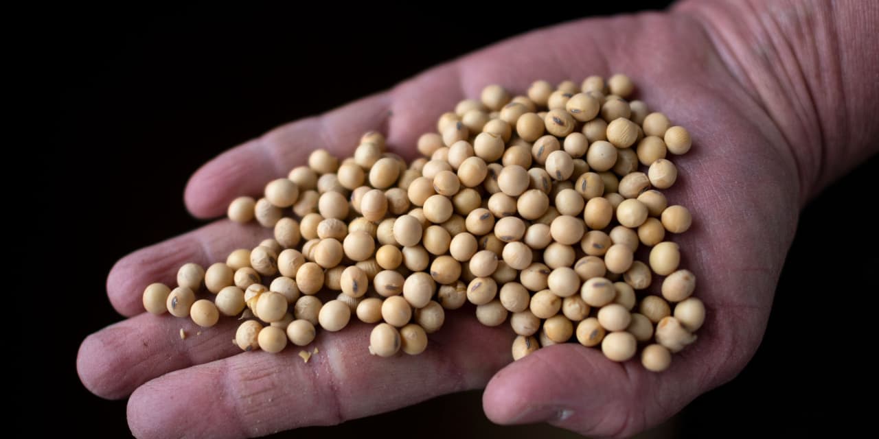 soybean-futures-eye-highest-finish-since-june-as-usda-cuts-output-and-yield-forecasts