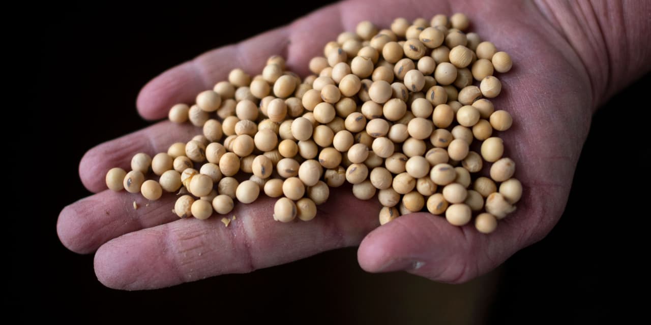 soybean-futures-eye-highest-finish-since-june-as-usda-cuts-output-and-yield-forecasts