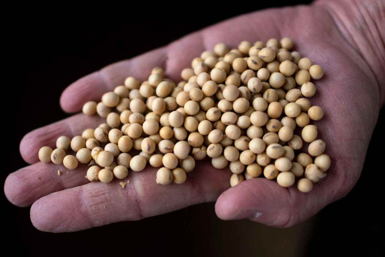China has not bought a bushel of soybeans from U.S. farmers this year. What  happens to the crop now? - MarketWatch