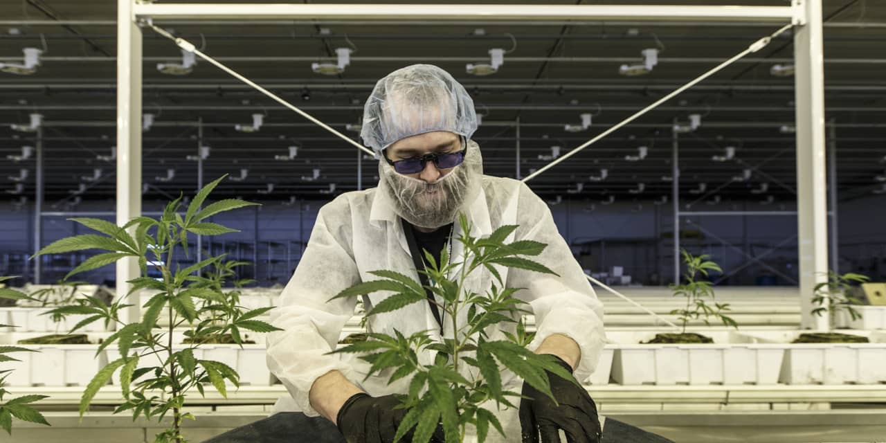 Aurora Cannabis sales shrink more than expected, stock falls in late trading