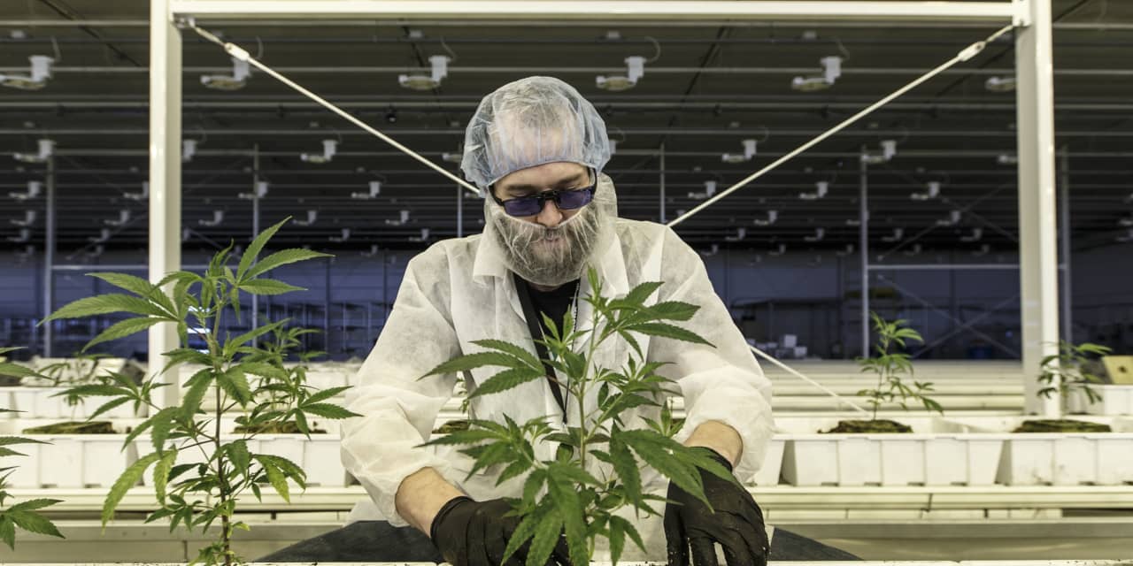 Aurora Cannabis sales shrink more than expected, stock falls in late trading