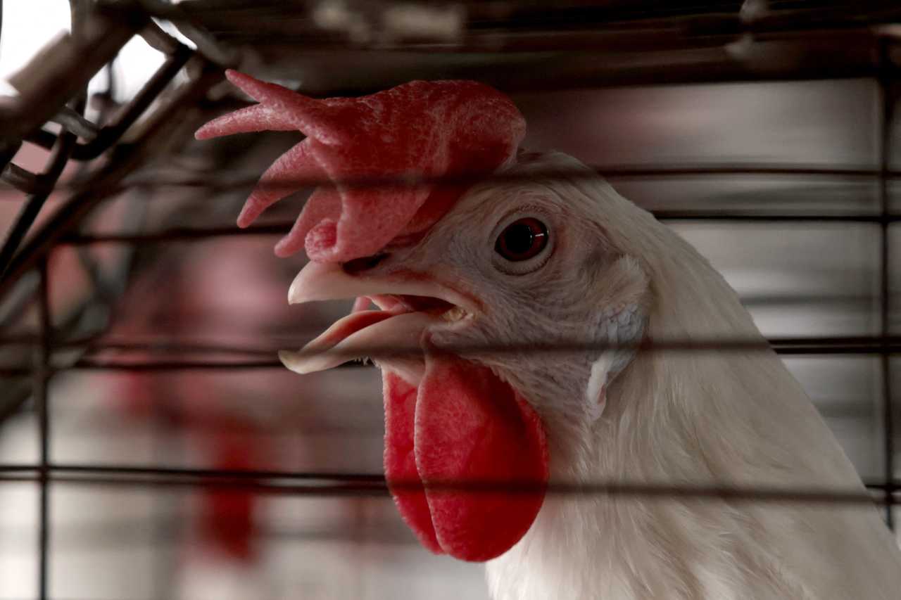 Here’s why the U.S. is not working to vaccinate birds against avian flu