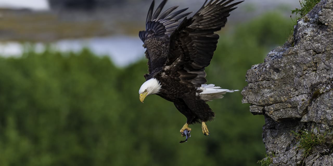 Bald eagles are back. And they want to eat your pets.