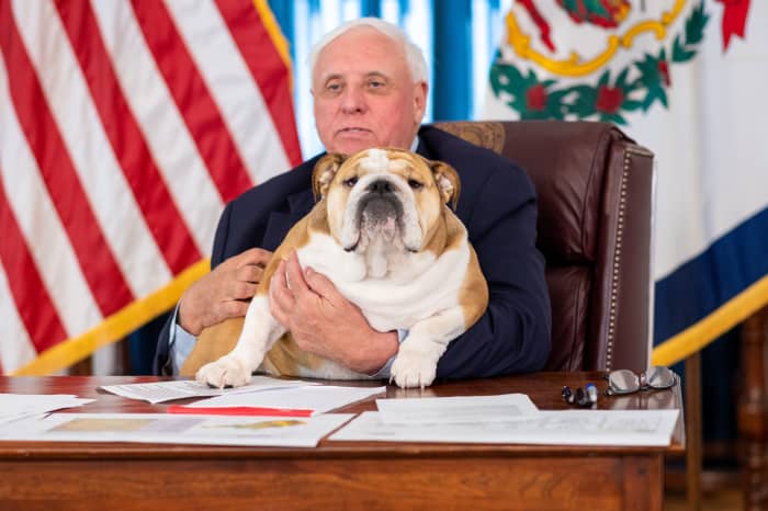 Babydog The Bulldog Is Begging People To Enter West Virginia S Vaccine Lottery Marketwatch