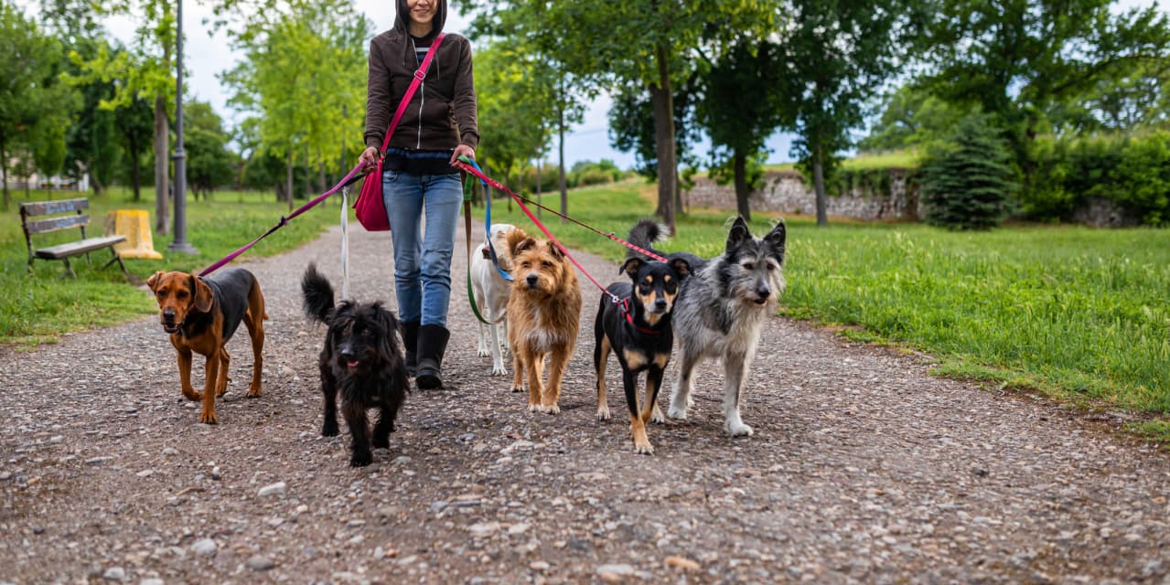 Las 7 mejores correas para perros, según los adiestradores y adiestradores de perros profesionales