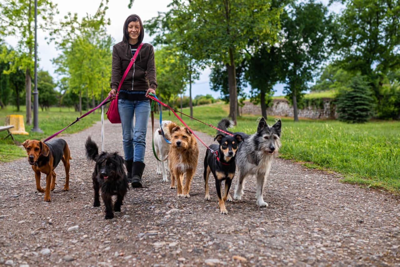 Dog walker outlet leash