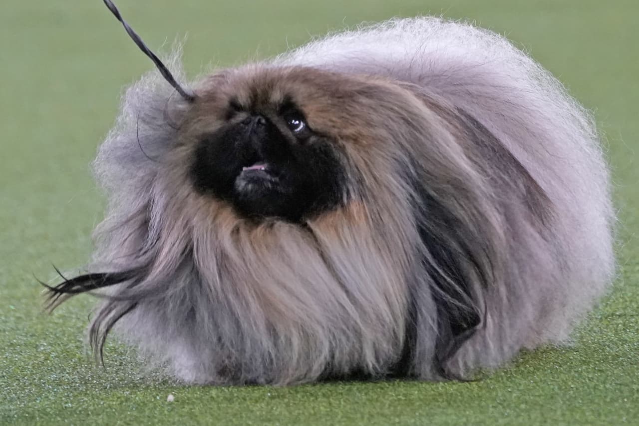 Pekingese Named Wasabi Wins Westminster Dog Show Marketwatch