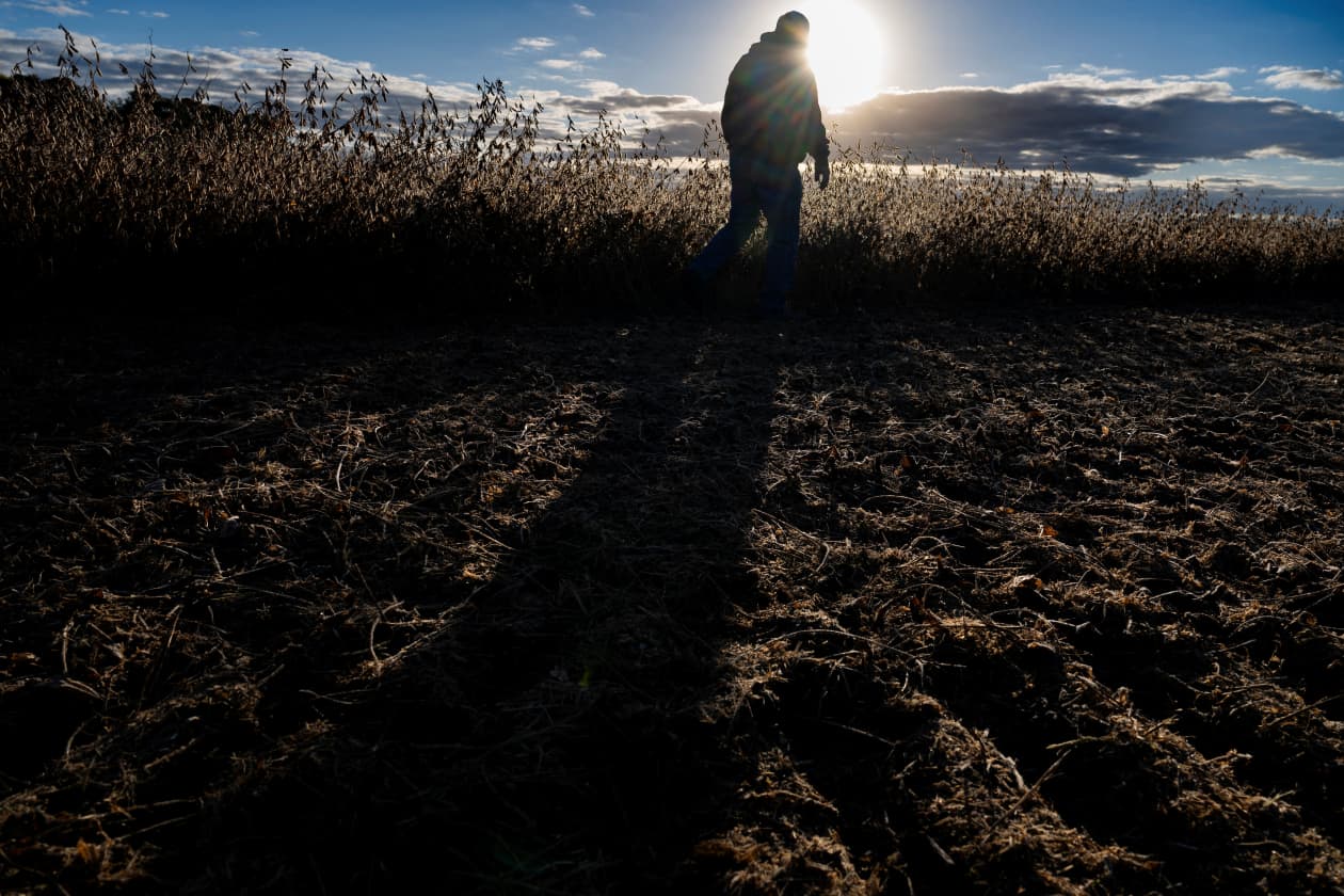 Soybean farmer inspecting a soybean field.