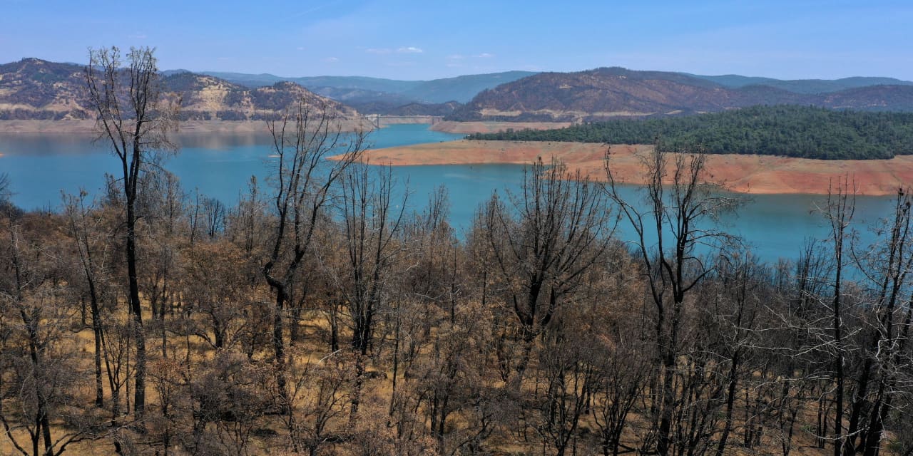 Opinion: Trees are dying of thirst in this heat and drought