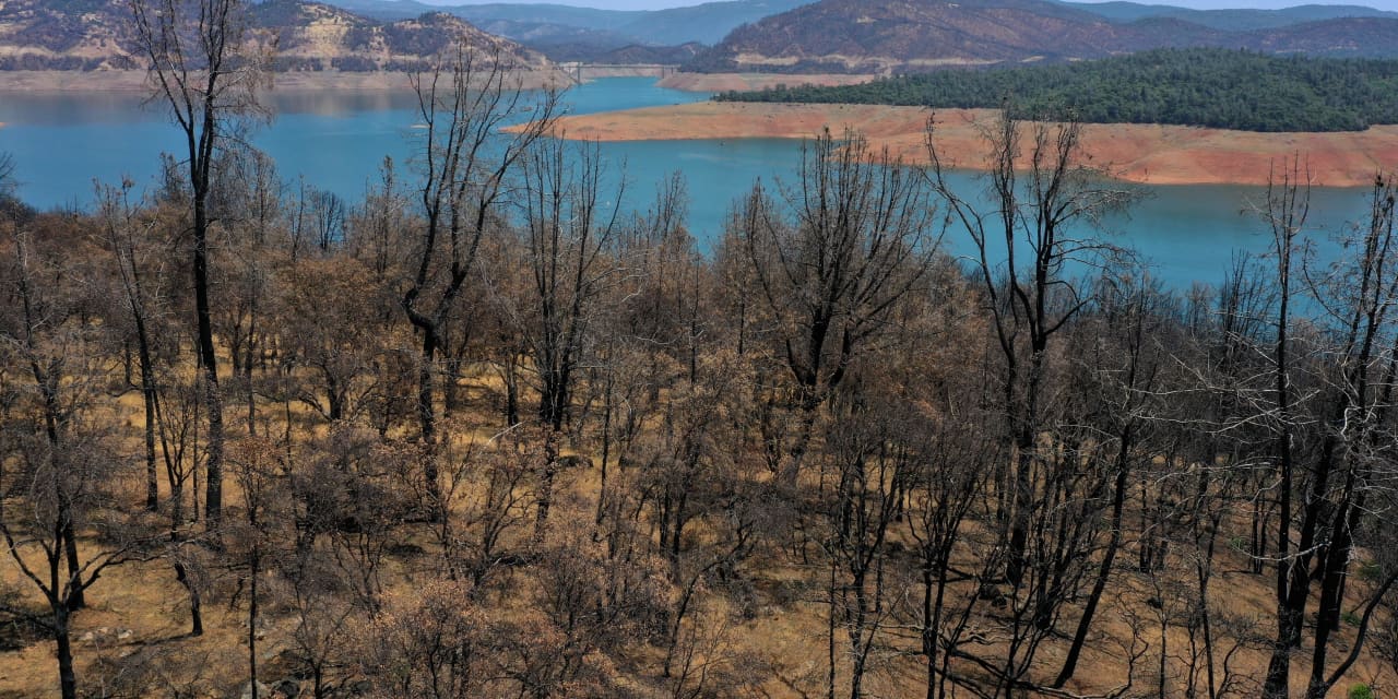 Opinion: Trees are dying of thirst in this heat and drought