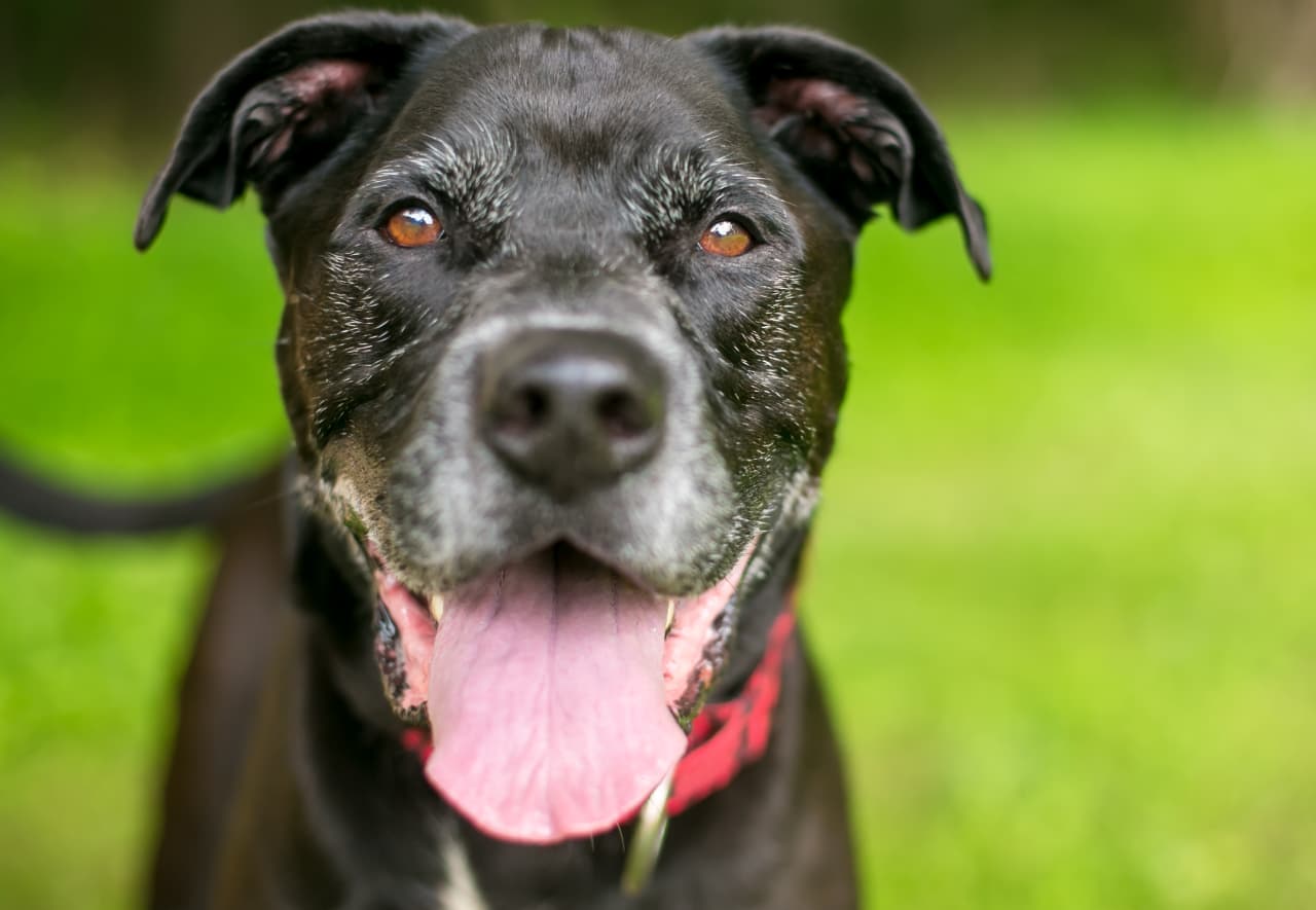 Do Dogs Live Longer If They Are Happy