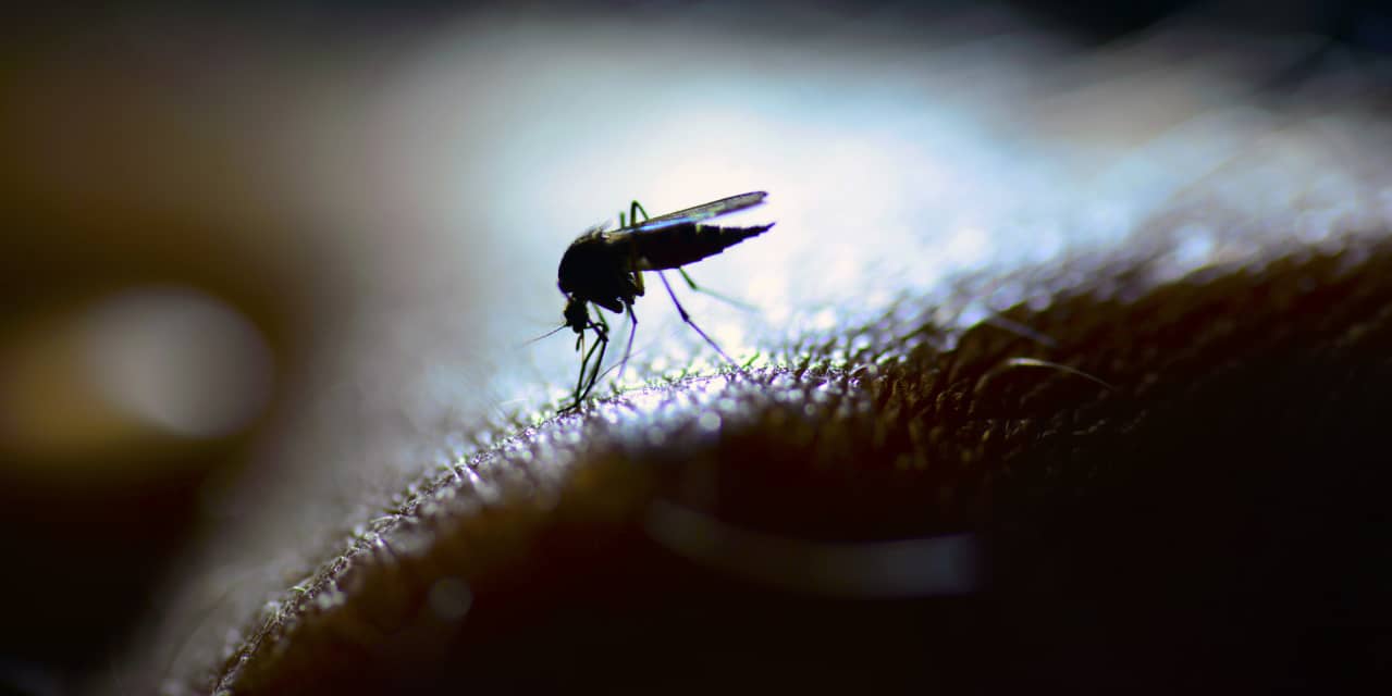 I tested 4 gadgets that promise to repel mosquitos. This $47 device worked  best. - MarketWatch
