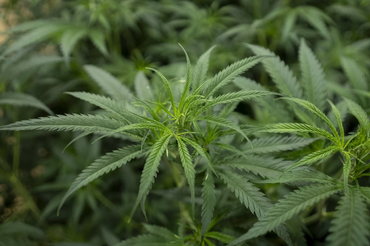 Los ingresos de RIV Capital se duplican con creces a medida que despega el mercado de cannabis de Nueva York