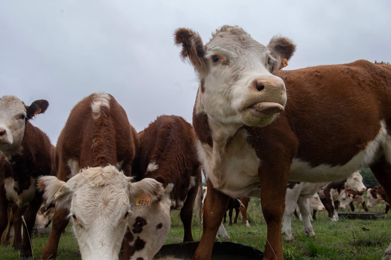 USDA cuts July cattle report due to budget woes, frustrating market participants