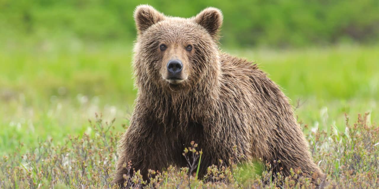 Opinion: What coming face-to-face with a grizzly bear can teach you about managing your money - Vimarsana News