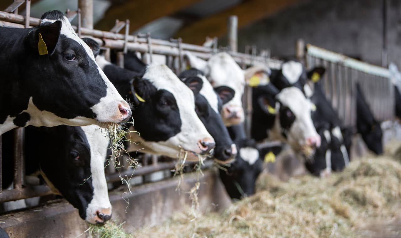 Finding bird flu in dairy cows means ‘turbulent times ahead’ for livestock industry