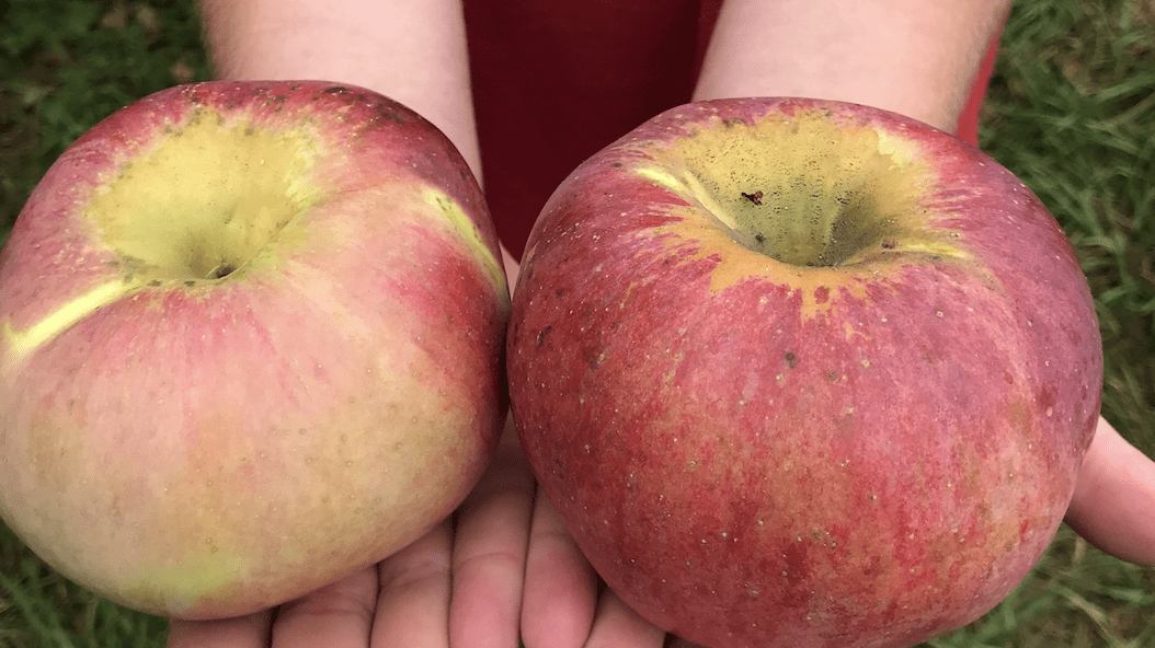 Fuji Apples, Large, Apples